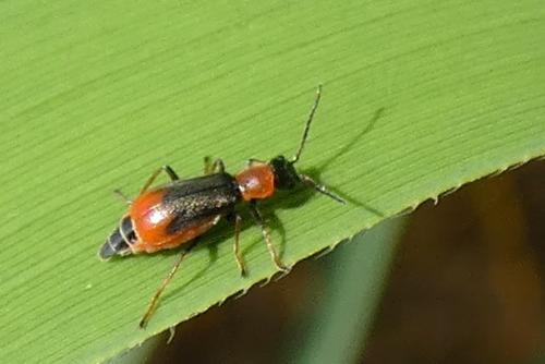 Cerapheles terminatus